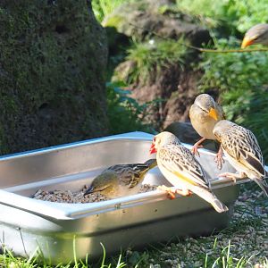 Red-billed queleas (Quelea quelea) and Black-headed weavers (Ploceus melanocephalus) feeding (Oct 13th, 2018)