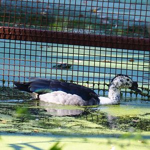 Knob-billed duck (Sarkidiornis melanotos), Oct 13th, 2018