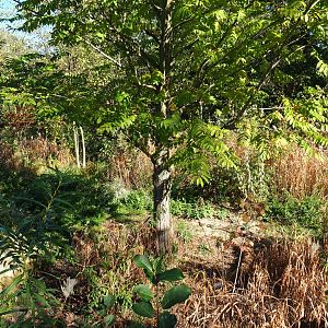 South African bat-eared fox exhibit (Oct 13th, 2018)