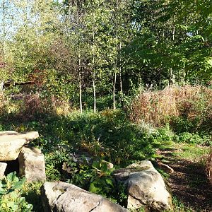South African bat-eared fox exhibit (Oct 13th, 2018)