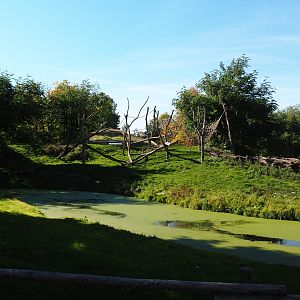 Western lowland gorilla - Black crested mangabey island (Oct 13th, 2018)