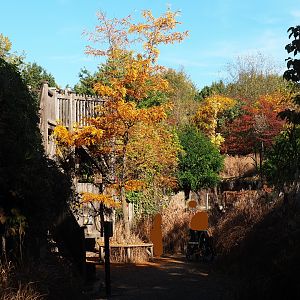 Fall colors near the lion exhibit (Oct 13th, 2018)