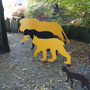 Cat size comparison models (Oct 13th, 2018)