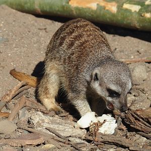 Meerkat (Suricata suricatta), Oct 13th, 2018