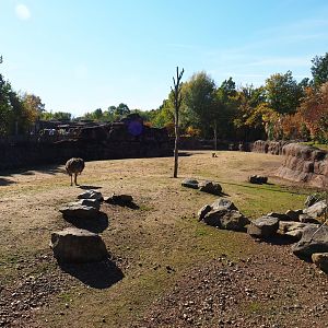 Savanna paddock (Oct 13th, 2018)