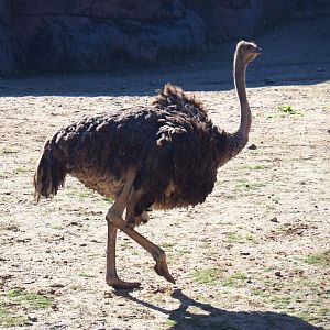 South African ostrich (Struthio camelus australis), Oct 13th, 2018