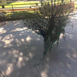 Peacock displaying 6-30-2018