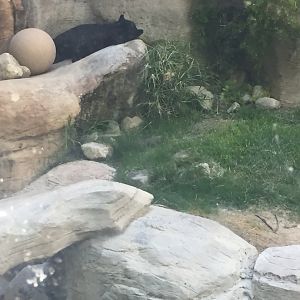 Black jaguar resting 6-30-2018