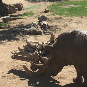 White rhino 6-30-2018