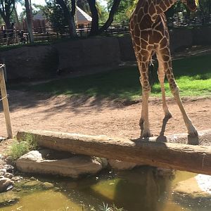 Giraffe 6-30-2018