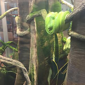 Green tree python 6-30-2018