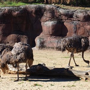 South African ostriches (Struthio camelus australis), Oct 13th, 2018