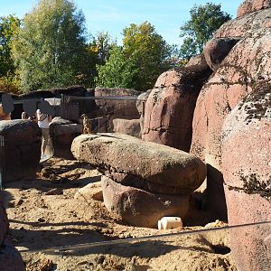 Meerkat exhibit (Oct 13th, 2018)