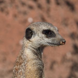 Meerkat (Suricata suricatta), Oct 13th, 2018