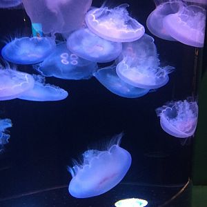 Moon jellyfish 3-18-2018