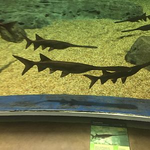 Paddlefish 9-9-2018