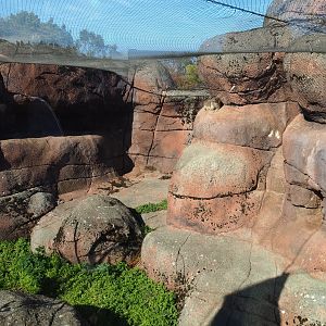 Rock hyrax exhibit (Oct 13th, 2018)