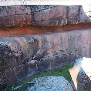 Rock hyrax exhibit (Oct 13th, 2018)