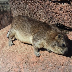 Rock hyrax (Procavia capensis), Oct 13th, 2018