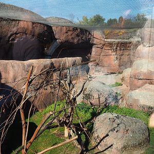 Rock hyrax exhibit (Oct 13th, 2018)