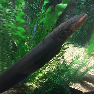 Electric eel 9-9-2018