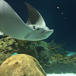 Spotted eagle ray 9-9-2018