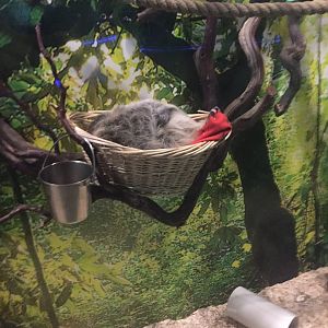 Sloth resting in a basket 9-9-2018