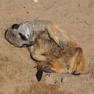Lazy meerkat (Suricata suricatta), Oct 13th, 2018
