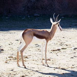 Springbock (Antidorcas marsupialis), Oct 13th, 2018