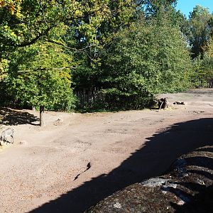 Southern white rhinoceros - Hartmann mountain zebra paddock (Oct 13th, 2018)