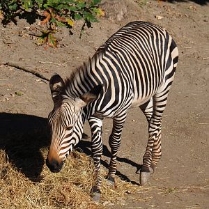 Hartmann mountain zebra (Equus zebra hartmannae), Oct 13th, 2018