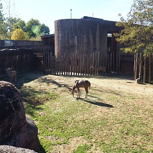 Savanna separation paddock (Oct 13th, 2018)