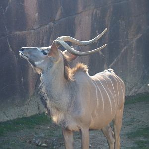 Greater kudu (Tragelaphus strepsiceros), Oct 13th, 2018