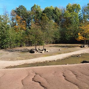 Southern white rhinoceros - Hartmann mountain zebra paddock (Oct 13th, 2018)