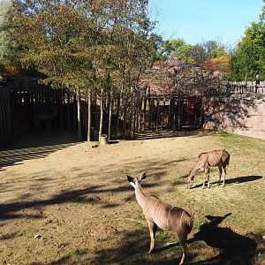 Savanna separation paddock (Oct 13th, 2018)