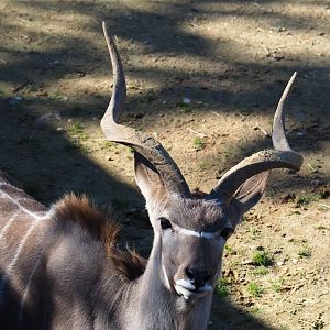 Greater kudu (Tragelaphus strepsiceros), Oct 13th, 2018