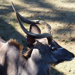 Greater kudu (Tragelaphus strepsiceros), Oct 13th, 2018