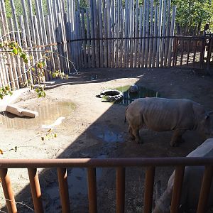Southern white rhinoceros separation paddock (Oct 13th, 2018)