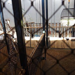 Savanna stables with Rothschild's giraffe herd (Oct 13th, 2018)