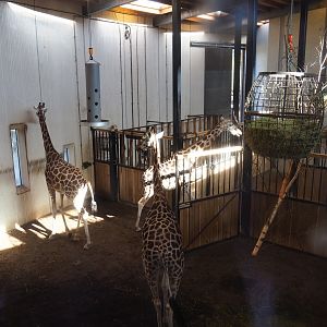 Savanna stables with Rothschild's giraffe herd (Oct 13th, 2018)