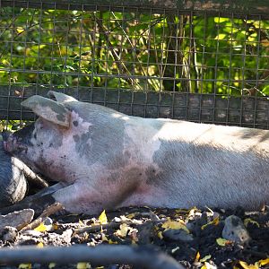 Livar pig (Sus scrofa domestica), Oct 13th, 2018