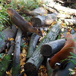 Red panda (Ailurus fulgens) and Reeves' muntjac (Muntiacus reevesi), Oct 13th, 2018