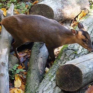 Reeves' muntjac (Muntiacus reevesi), Oct 13th, 2018