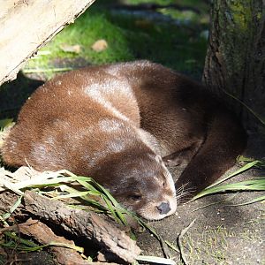 Eurasian otter (Lutra lutra lutra), Oct 13th, 2018