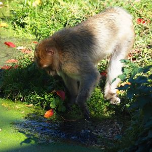 Barbary macaque (Macaca sylvanus), Oct 13th, 2018