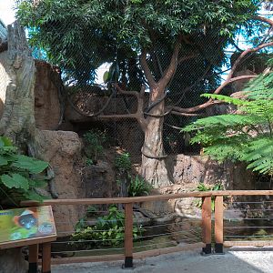 Lemur Forest - Red-ruffed Lemur Exhibit