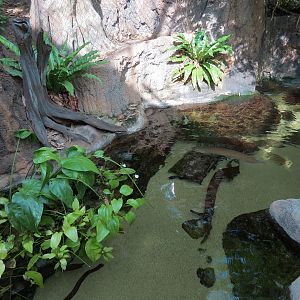 Lemur Forest - Pond Exhibit