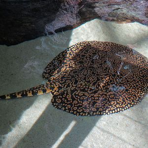 Lemur Forest - Pond Exhibit - Tiger Stingray