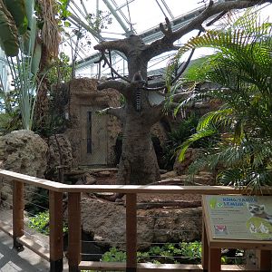 Lemur Forest - Ring-tailed Lemur and Radiated Tortoise Exhibit