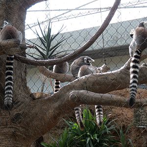Lemur Forest - Ring-tailed Lemur and Radiated Tortoise Exhibit
